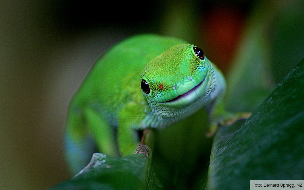 Oceanië Belastingbetaler in de rij gaan staan Top 5 unieke dieren op Madagaskar - Afrika.nl